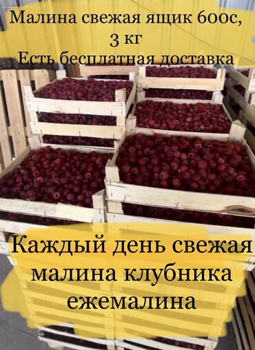 малина кочот полька: Малина Дүңүнөн, Акысыз жеткирүү, Өзү алып кетүү