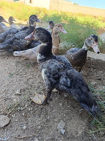 col ordek: Muscovy ördəkləri (indo-ördək) – müxtəlif rənglərdə (tünd boz — 2