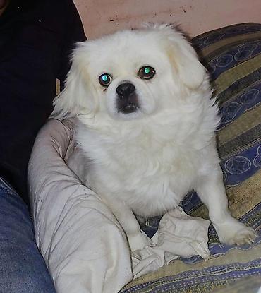sibirski afcarka: Pekines, 2 il, Dişi, Peyvəndli, Ödənişli çatdırılma — 2