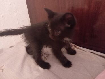 приму женские вещи в дар: Отдам на хорошие руки, милый котик черный домашняя не боится людей