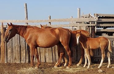 кулук айгыр: Продаю кобылу 6 лет донской породы без паспорта, рост 170+ с кобылкой