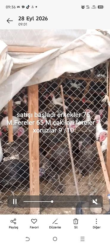 doyusken xoruzlar: Məhsul: Hind toyuqları (türki) Təsvir: - Qara, ağ və qarışıq rəngli — 1