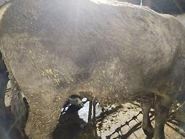 Коровы, быки: Продаю | Бык (самец) | На забой — 3