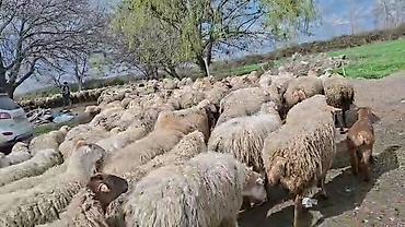 Qoyunlar, qoçlar: Satış: Qoyun sürüsü 0509813022 - Növ: Qoyun (ana qoyunlar üstünlük — 10