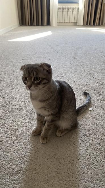 Продажа кошек: Шотландский вислоухий котенок (Scottish Fold), окрас серебристый — 2