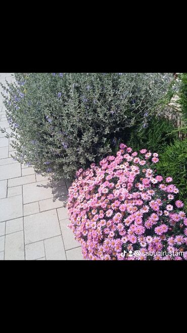 Bağbanlar: Bağ işləri ağac və kolların budanması,şəkilləndirməsi dərmanlara qazon -da lalafo.az — 25 Bağbanlar: Bağ işləri ağac və kolların budanması,şəkilləndirməsi dərmanlara qazon — 25