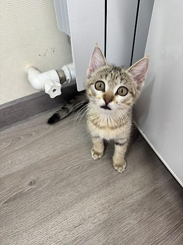 котёнок девочка: Котёнок, полосатый табби 2 месяца Ищем дом для котенка, нашли во — 3
