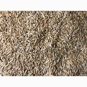 саженцы малины маравилла: Семена и саженцы Платная доставка