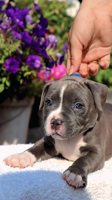 Продажа собак: Американский булли, 2 месяца, Самец — 16
