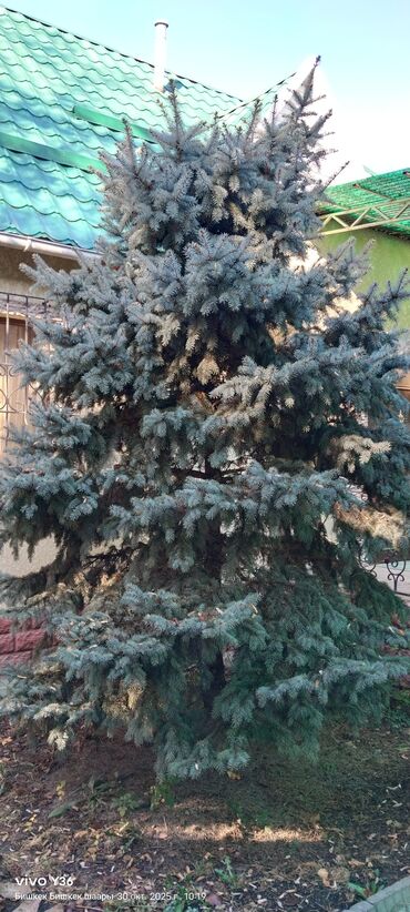 саженцы черного ореха: Саженцы деревьев: Ели