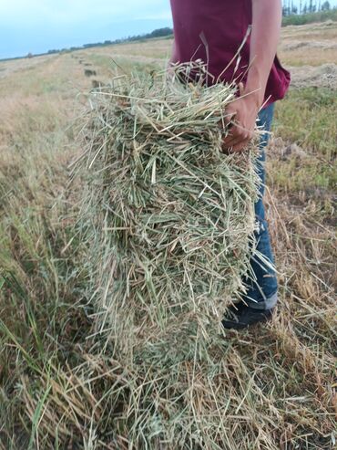 камби корм: Авсюк перемешку травой с поля по 120 с доставкой дорже