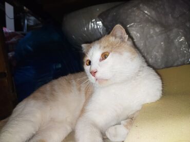 Pişiklər: Şotland yastı qulaq — 6