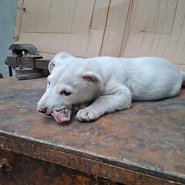 Отдам даром собаку: Щенок белого окраса - Порода: без породной принадлежности (метис) - — 8