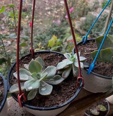 Otaq bitkiləri: Her biri ucuz kimete Gencededi catirma var size yaxin yere ancag — 64