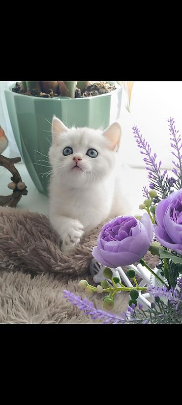 Продажа кошек: Скотиш Страйт (Шотландская прямоухая), 1 месяц, Девочка, Серебристая шиншилла, Приучена к лотку, Проглистована — 12