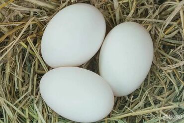 Птицы: Куплю гусиные яйца