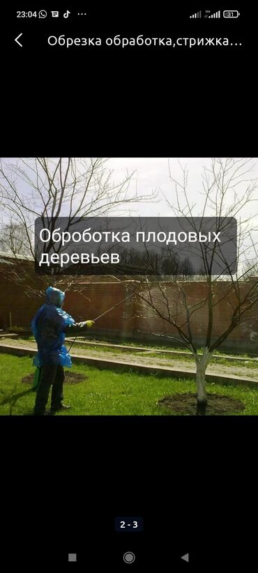 Спил деревьев, заготовка дров: Обрезка плодовых деревьев и кустарников яблок груш черешня абрикос — 9