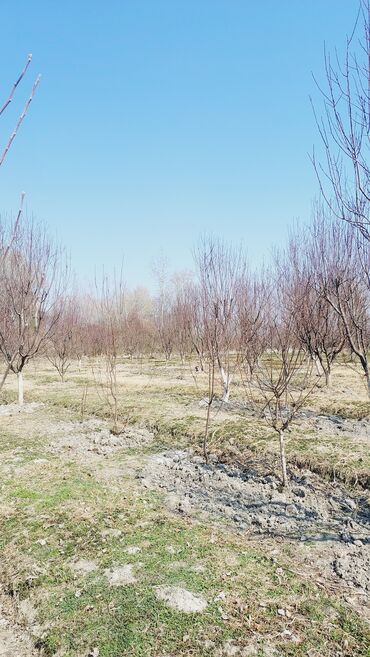 Bağ evlərinin satışı: Göyçay, 110 kv. m, 3 otaqlı, Hovuzsuz, İşıq — 5