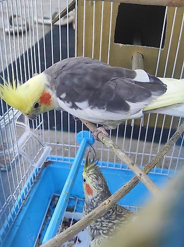 4 aylıq korellalar 1 erkek 1 dişi cütü 50 azm endirim son 2 eded qalıb