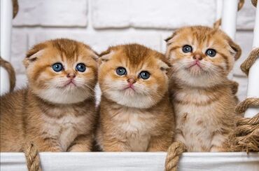 купить шотландского котенка в Азербайджан | Коты: Куплю рыжего вислоухого котенка. Других, прошу, не предлагать!