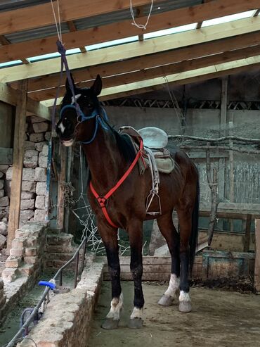 кальций для животных: Продаю | Конь (самец) | Конный спорт | Племенные