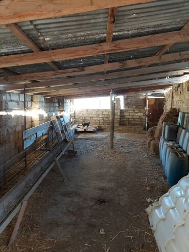 Bağ evlərinin satışı: Bakı, Qala qəs., 550 kv. m, 3 otaqlı, Hovuzsuz, Artezian quyusu, Qaz, Su — 7