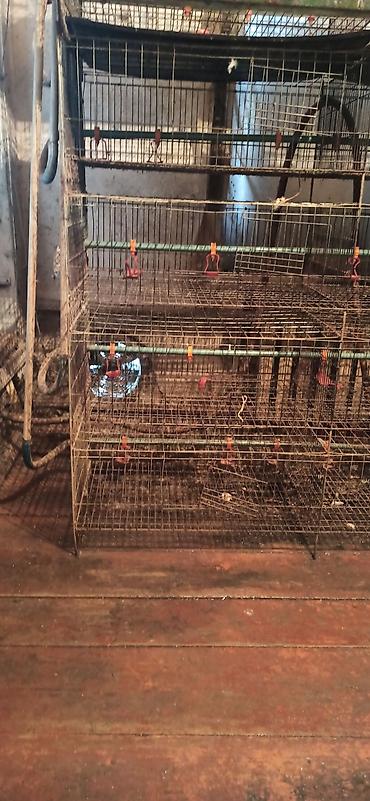 Товары и оборудование для с/х животных: Клеточные батареи для содержания птицы (кур-несушек/перепелов) — 4