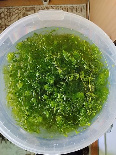 Водное растение для аквариума — роголистник (Ceratophyllum), а также