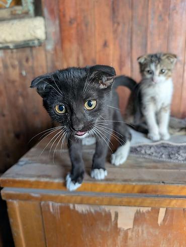 вислоухие котята цена: Отдам породистых котят в добрые руки Особенности: - Компактные — 2
