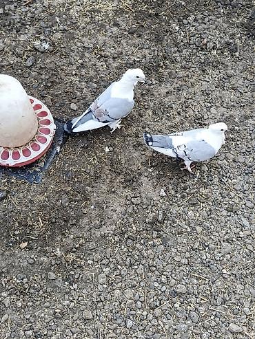 Göyərçinlər: Dekortiv göyərçinlər 30.50 arası super hazır cüt dekorativ — 4