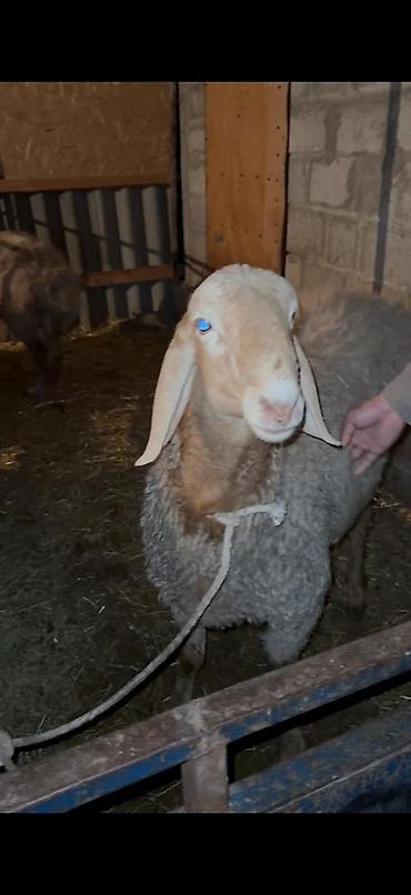 Баран, овца: Продаю | Баран (самец) | Арашан — 5