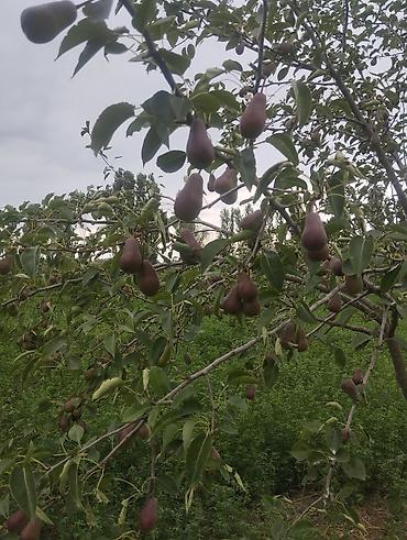 mehemmedi torpaq satilir: 157 sot, Kənd təsərrüfatı, Kupça (Çıxarış), Texniki pasport — 9