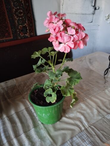 комнатные растения цветы: Герань Цветы