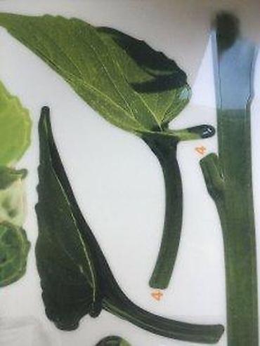 Ostali kućni dekor: Tchibo samolepljiva zidna nalepnica – cvet - Set od 7 delova: 1 — 9