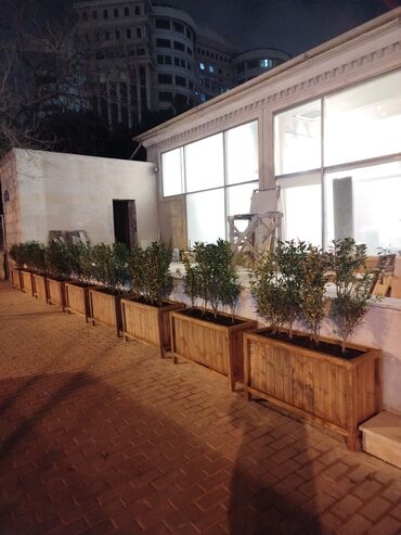 Bitkilər üçün dibçəklər: 🇦🇿Bakı şəhəri üzrə zəmanətli Taxta dipçəklərin topdan və pərakəndə — 5