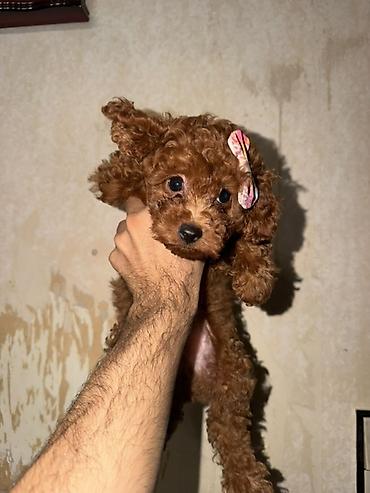 heyvan ve insan seksi: Pudel, 2 ay, Erkək, Peyvəndli, Pulsuz çatdırılma — 1