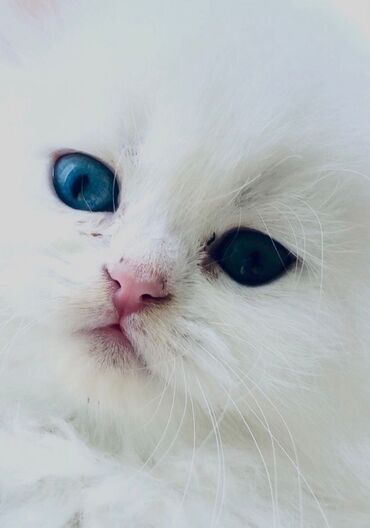 персидский кот: Британские зеленоглазые шиншиллы.Есть Шиншилла с синим второй глаз