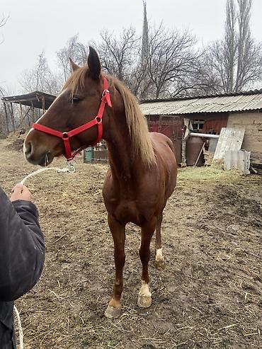 Лошади, кони: Продаю | Конь (самец) | Рабочий — 2