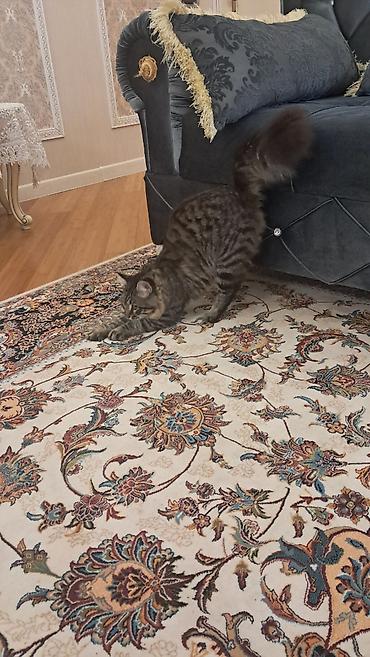 Pişiklər: Meyn-kun, Erkək — 12