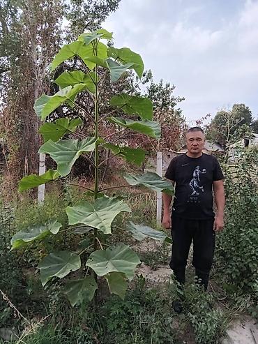 Другие декоративные деревья: Продается морозостойкие сорта саженцев павловнии, выращеннын из — 1