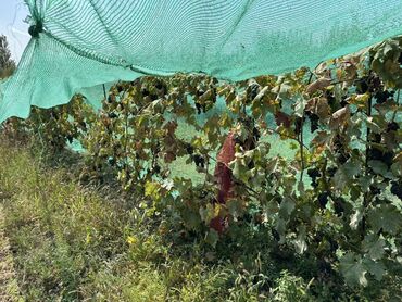 декоративный кур: Продаю Виноград на вино. Очень сладкий. Виноградник с кустами