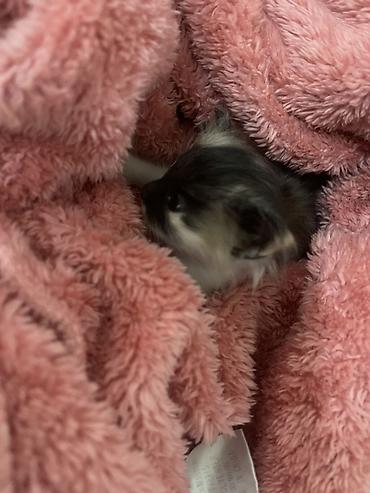 Кошки: Котёнок (трёхцветный окрас, длинношерстный тип) на мягком розовом — 2