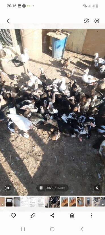 сколько стоит щенок акита ину: Lal ördəklər satılır. 10 manatdan başlayır 20 manata kimi. qiymət