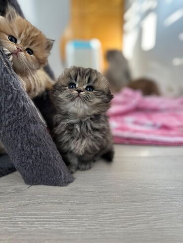 Pişiklər: Britan yastı qulaq, Erkək, Dişi — 8