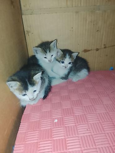 котята бесплатно: Котята даром. очень ласковые и красивые — 5