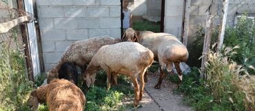 сокулук кой: Продаю | Овца (самка), Баран (самец) | Для разведения | Осеменитель, Матка