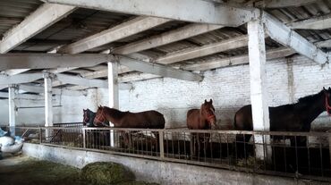 тай нарын: Продаю | Конь (самец) | Полукровка