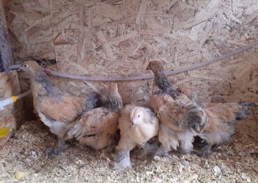 каракол животное: Подрощенные цыплята Брамы(изабелла, куропатка, палевая, колумбийская