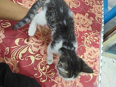 сиамская кошка даром: Отдам котёнка даром. Живет в цеху скоро зима за ним не кому — 1
