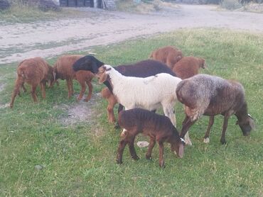 зааненский козы: Продаю | Овца (самка), Ягненок, Баран (самец) | Для разведения